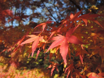 紅葉